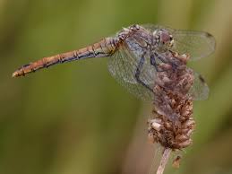 Attēlu rezultāti vaicājumam “Sympetrum sanguineum female”