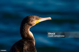 Image result for Phalacrocorax carbo