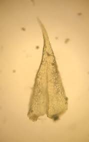 Attēlu rezultāti vaicājumam “Campylium chrysophyllum”