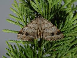 Attēlu rezultāti vaicājumam “Macaria signaria”