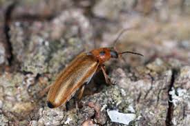 Attēlu rezultāti vaicājumam “Melandryidae”