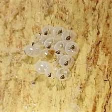 Attēlu rezultāti vaicājumam “Pentatomidae eggs”