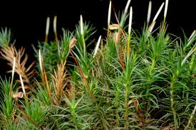 Attēlu rezultāti vaicājumam “Polytrichum formosum”