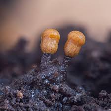 Attēlu rezultāti vaicājumam “Trichia sp.”