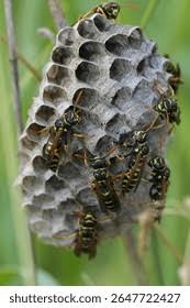 Attēlu rezultāti vaicājumam “Polistes nimpha”