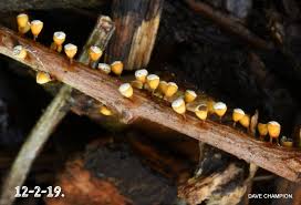 Attēlu rezultāti vaicājumam “Craterium minutum cf. var. brunneum spores”