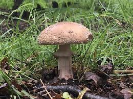 Attēlu rezultāti vaicājumam “Amanita rubescens”