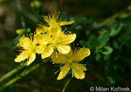 Attēlu rezultāti vaicājumam “Hypericum maculatum”