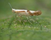 Attēlu rezultāti vaicājumam “Argyresthia pruniella”