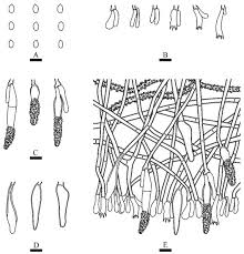 Attēlu rezultāti vaicājumam “Rhabdoweisia fugax sporophyte”