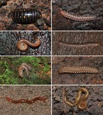 Attēlu rezultāti vaicājumam “Ommatoiulus vilnensis”