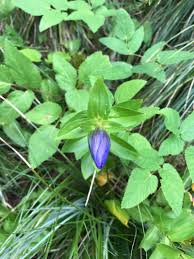 Attēlu rezultāti vaicājumam “Gentiana pneumonanthe leaf”