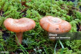 Attēlu rezultāti vaicājumam “Lycogala cf. fossiculatum macro”