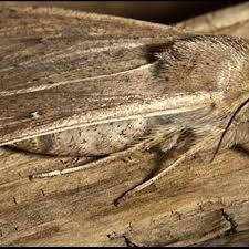 Attēlu rezultāti vaicājumam “Mythimna sp.”