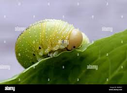 Attēlu rezultāti vaicājumam “Cimbex femoratus larva”