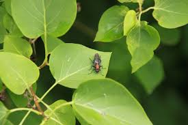 Attēlu rezultāti vaicājumam “Clitellaria ephippium”