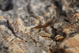 Attēlu rezultāti vaicājumam “Argyresthia albistria”