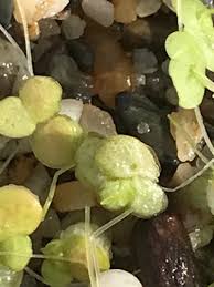 Attēlu rezultāti vaicājumam “Lemna gibba”