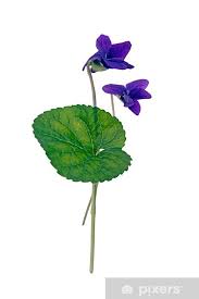 Attēlu rezultāti vaicājumam “Viola riviniana leaf”