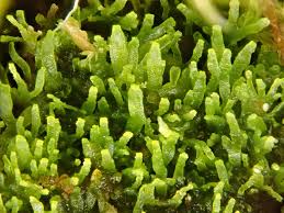 Attēlu rezultāti vaicājumam “Riccardia incurvata”