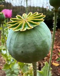 Image result for Papaver somniferum