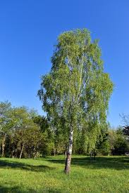 Attēlu rezultāti vaicājumam “Betula pendula”