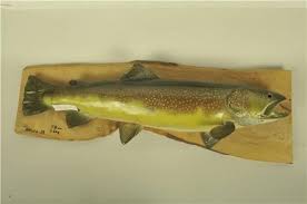 Image result for Salmo marmoratus