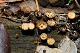 Attēlu rezultāti vaicājumam “Crucibulum laeve”