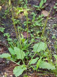 Attēlu rezultāti vaicājumam “Plantago major subsp. intermedia leaf”