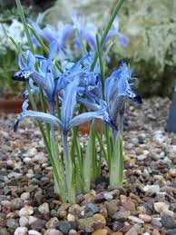 Attēlu rezultāti vaicājumam “Iris rosenbachiana flower”
