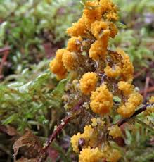 Attēlu rezultāti vaicājumam “Physarum obscurum sessile”