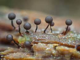 Attēlu rezultāti vaicājumam “Cribraria violacea spores”