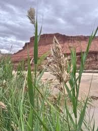 Attēlu rezultāti vaicājumam “Phragmites communis”