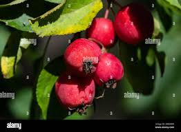 Attēlu rezultāti vaicājumam “Malus prunifolia”