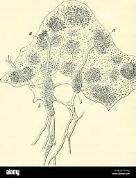 Attēlu rezultāti vaicājumam “Physarum sulphureum stalked”