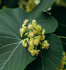 Attēlu rezultāti vaicājumam “Tilia platyphyllos subsp. cordifolia flower”