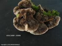 Attēlu rezultāti vaicājumam “Gloeophyllum abietinum”