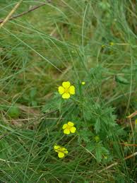 Image result for Potentilla erecta