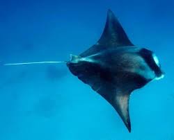 Image result for Mobula alfredi