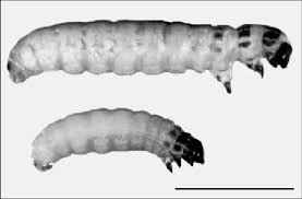 Attēlu rezultāti vaicājumam “Gynaephora selenitica larva”