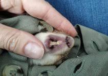 Картинки по запросу белку зажевало в диск