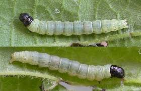 Attēlu rezultāti vaicājumam “Hypatima rhomboidella”