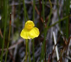 Attēlu rezultāti vaicājumam “Utricularia intermedia flower”