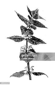 Attēlu rezultāti vaicājumam “Lamium album leaf”