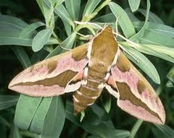 Image result for hawk moth