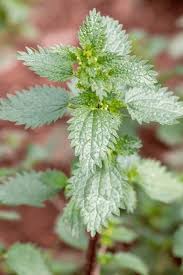 Attēlu rezultāti vaicājumam “Urtica urens leaf”