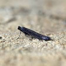 Attēlu rezultāti vaicājumam “Ypsolopha asperella”