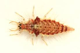 Attēlu rezultāti vaicājumam “Chrysopidae larva”