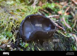 Attēlu rezultāti vaicājumam “Pseudoplectania nigrella”