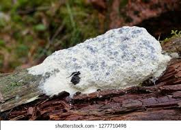 Attēlu rezultāti vaicājumam “Fuligo septica var. septica macro”